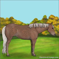 Horse Color:Silver Black 