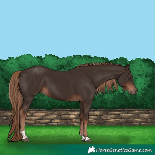 Horse Color:Liver Chestnut Tobiano 