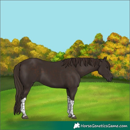 Horse Color:Liver Chestnut Tobiano 