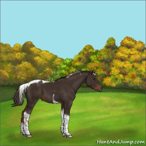 Horse Color:Liver Chestnut Tobiano 