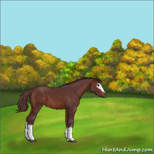 Horse Color:White Spotted Chocolate Brown 