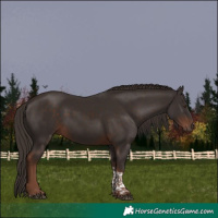 Horse Color:Liver Chestnut Tobiano