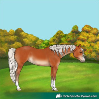 Horse Color:Silver Bay 