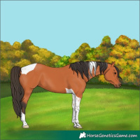Horse Color:Bay Tobiano 