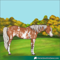Horse Color:Silver Bay Sabino 