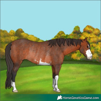 Horse Color:Bay Rabicano 
