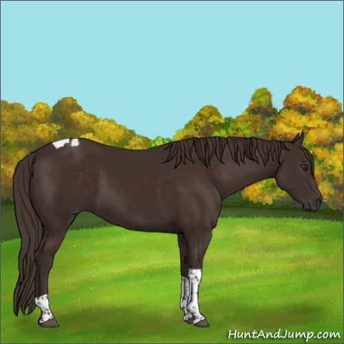 Horse Color:Liver Chestnut Tobiano 