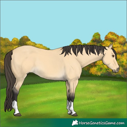 Horse Color:Buckskin Dun Tobiano 