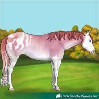 Horse Color:Watercolor Chocolate Buckskin Pearl Onyx Splash Appaloosa Rabicano 