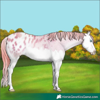 Horse Color:Watercolor Chocolate Buckskin Pearl Onyx Splash Blanket Rabicano 