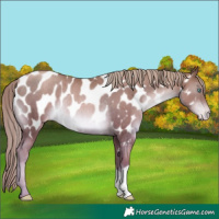 Horse Color:Liver Chestnut Pearl Near Leopard Rabicano