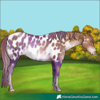 Horse Color:Liver Chestnut Pearl Near Leopard Rabicano 