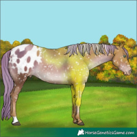 Horse Color:Liver Chestnut Pearl Appaloosa Rabicano