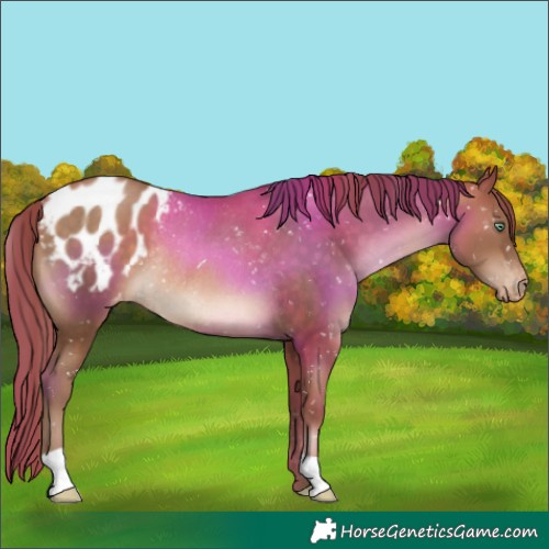 Horse Color:Brown Pearl Blanket Rabicano 