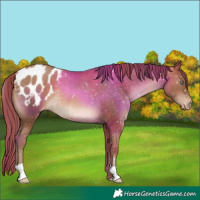 Horse Color:Brown Pearl Appaloosa Rabicano