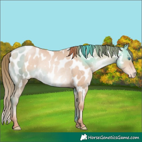 Horse Color:Sable Champagne Pearl Appaloosa Rabicano 