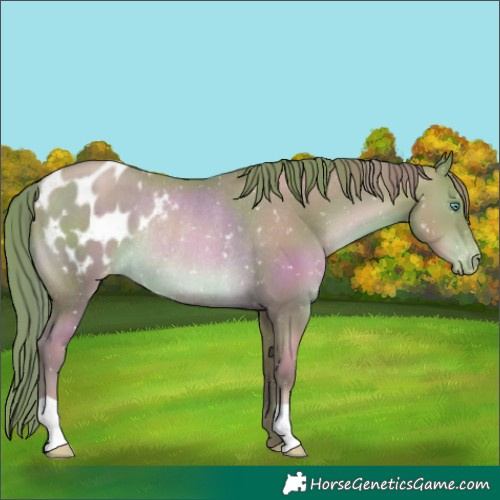 Horse Color:Chocolate Bay Pearl Blanket Rabicano 