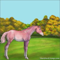 Horse Color:Palomino Pearl Rabicano 