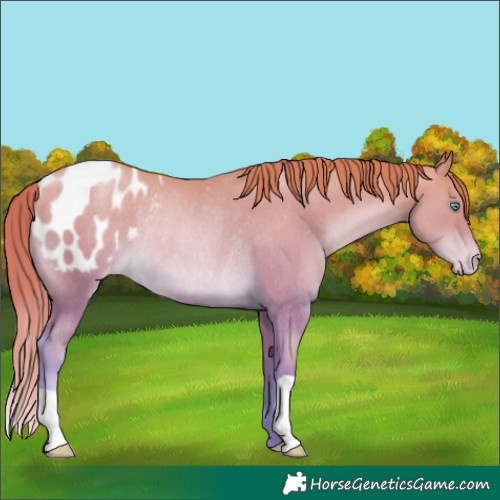 Horse Color:Chocolate Buckskin Pearl Blanket Rabicano 