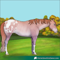 Horse Color:Chocolate Buckskin Pearl Appaloosa Rabicano