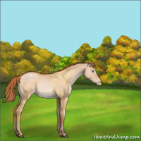 Horse Color:Chocolate Bay Pearl Dun Rabicano 