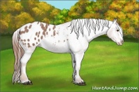 Horse Color:Red Roan Appaloosa 