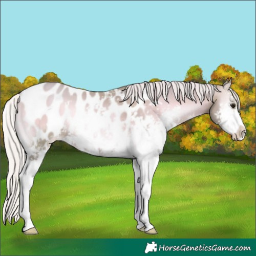 Horse Color:Watercolor Silver Brown Pearl Onyx Sabino Blanket 