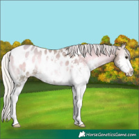 Horse Color:Watercolor Silver Brown Pearl Onyx Sabino Appaloosa