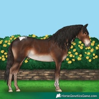 Horse Color:Liver Chestnut Tobiano