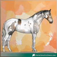 Horse Color:Gray White Spotted Silver Buckskin Tobiano 