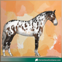Horse Color:Gray White Spotted Silver Brown Sabino Appaloosa Rabicano 