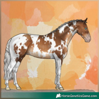 Horse Color:Gray White Spotted Silver Sable Champagne Tobiano
