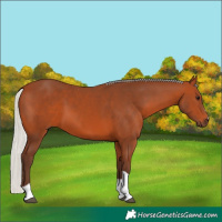 Horse Color:Silver Bay Tobiano 