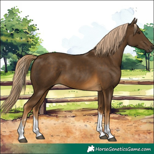 Horse Color:Chocolate Palomino Tobiano 
