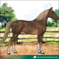 Horse Color:Chocolate Palomino Tobiano 