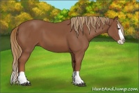 Horse Color:Chestnut Splash 