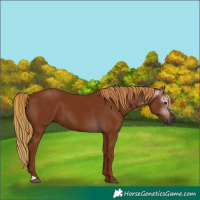 Horse Color:Gray Chestnut 