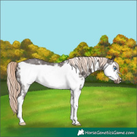 Horse Color:Liver Chestnut Mushroom Sabino Frame 