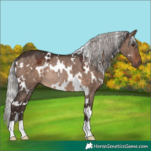 Horse Color:White Spotted Silver Brown Dun Mushroom Rabicano