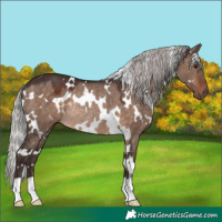 Horse Color:White Spotted Silver Brown Dun Mushroom Rabicano
