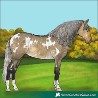 Horse Color:White Spotted Silver Buckskin Dun 