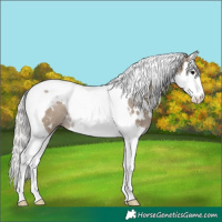 Horse Color:White Spotted Silver Grullo Splash Tobiano 