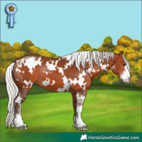 Horse Color:White Spotted Silver Brown Sabino