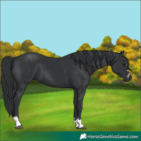 Horse Color:Black 
