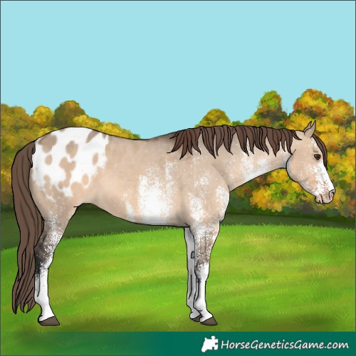 Horse Color:White Spotted Brown Dun Blanket 