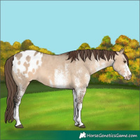 Horse Color:White Spotted Brown Dun Appaloosa 
