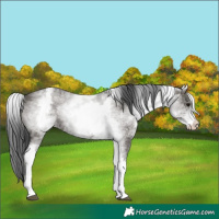 Horse Color:White Spotted Grullo 