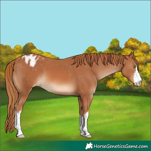 Horse Color:White Spotted Chestnut Varnish