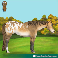 Horse Color:Buckskin Blanket 
