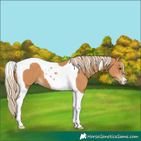 Horse Color:Chestnut Tobiano 
